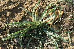 Pseudopodospermum molle