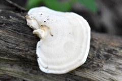 Microporellus obovatus