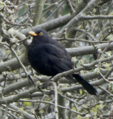 Turdus merula