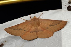 Monoctenia falernaria