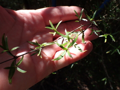 Coprosma linariifolia, photograph author not stated, no rights reserved