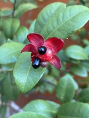 Ochna serrulata