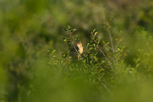 Marsh Warbler (Acrocephalus palustris), photo 6