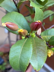 Ochna serrulata