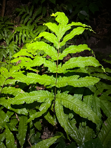 Incised halberd fern (Tectaria incisa)