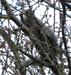 Sciurus carolinensis