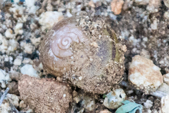 Helminthoglypta tudiculata