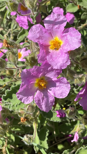 Cistus creticus