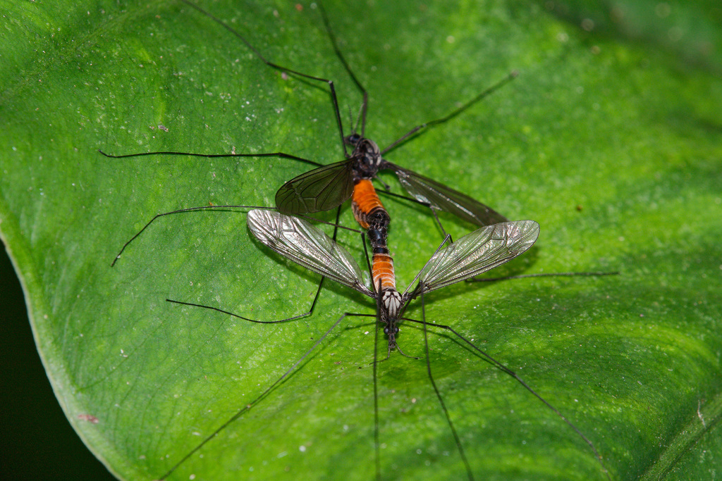 Tipula argentea