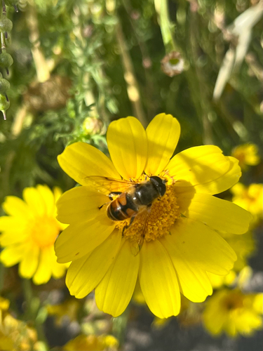 Common Drone Fly