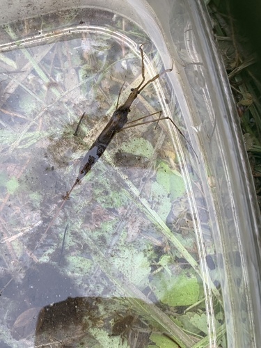 Ranatra chinensis