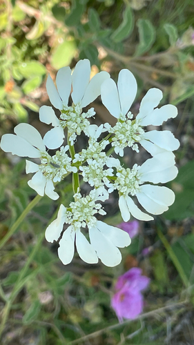 Orlaya grandiflora