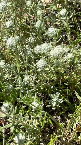 Teucrium capitatum