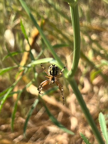 Bordered Orbweaver