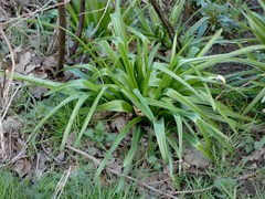 Hyacinthoides hispanica