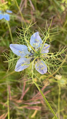 Nigella damascena