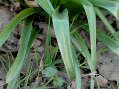 Hyacinthoides hispanica