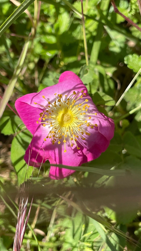 Rosa gallica