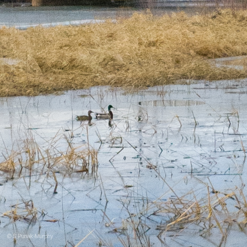 Mallard from 18th Street N Grand Valley Road, Brandon, MB R7C, Canada