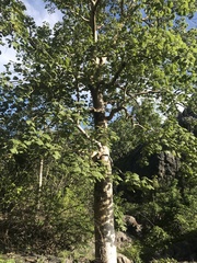 Gyrocarpus americanus