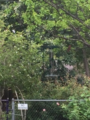 Baeolophus atricristatus