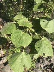 Gyrocarpus americanus
