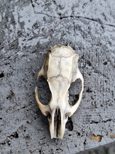 Rattus norvegicus