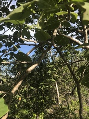 Gyrocarpus americanus