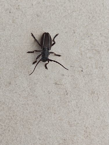Neodorcadion bilineatum