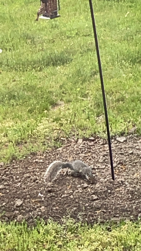 Eastern Gray Squirrel