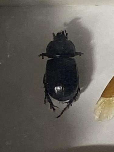 Eophileurus chinensis