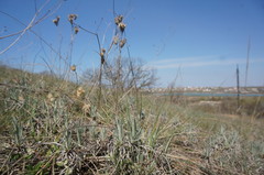 Jurinea stoechadifolia