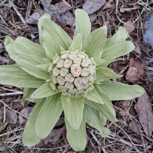 Giant Butterbur