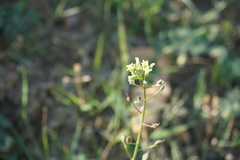 Camelina rumelica