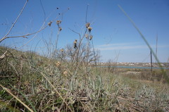 Jurinea stoechadifolia