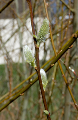 Salix caprea