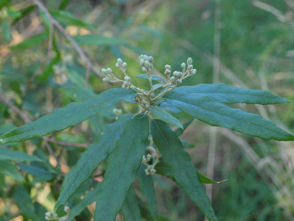 Olearia lirata; photograph (c) Ian Rainbow, some rights reserved (CC BY)
