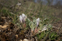 Astragalus rupifragus