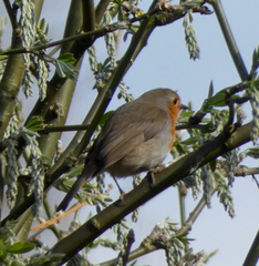 Erithacus rubecula