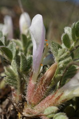 Astragalus rupifragus