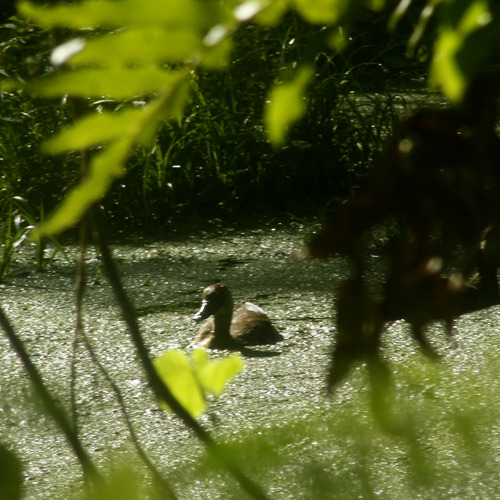 iNaturalist image