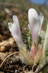 Astragalus rupifragus