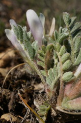 Astragalus rupifragus