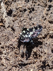 Pseudothyris sepulchralis