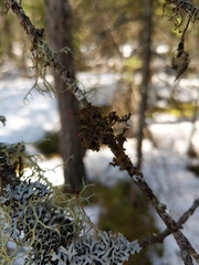 Tuckermanopsis americana
