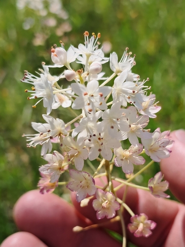 Stenanthium densum, photograph 3