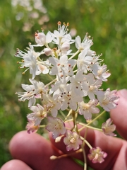 (c) Steven Joyner, some rights reserved (CC BY) Stenanthium densum, photograph (c) Steven Joyner, some rights reserved (CC BY)