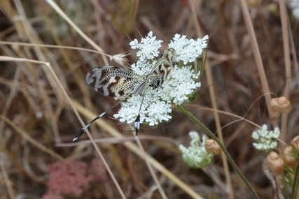 Greek Spoonwing