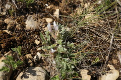 Astragalus rupifragus