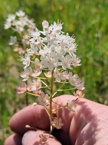Stenanthium densum, photograph 4